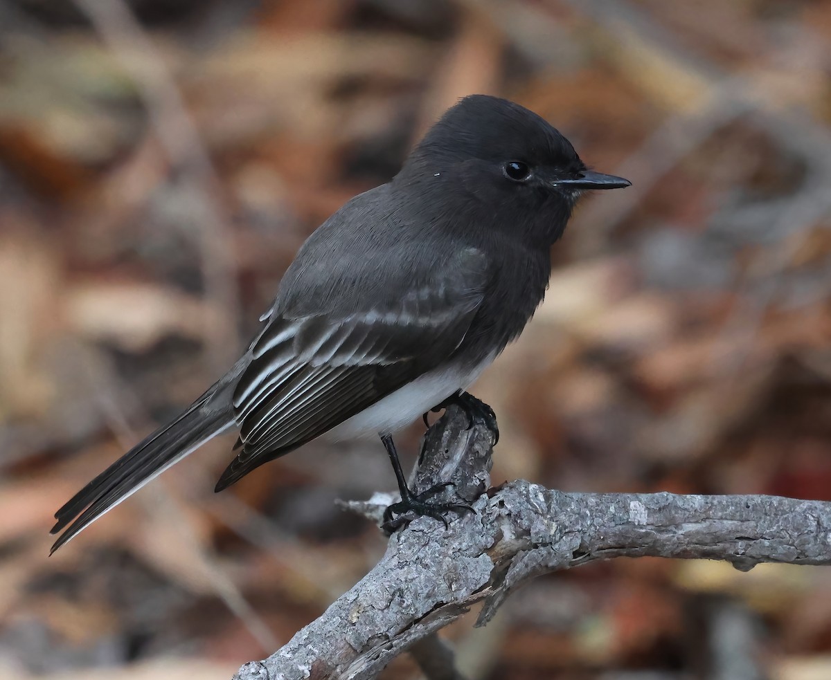 Mosquero Negro - ML644628348