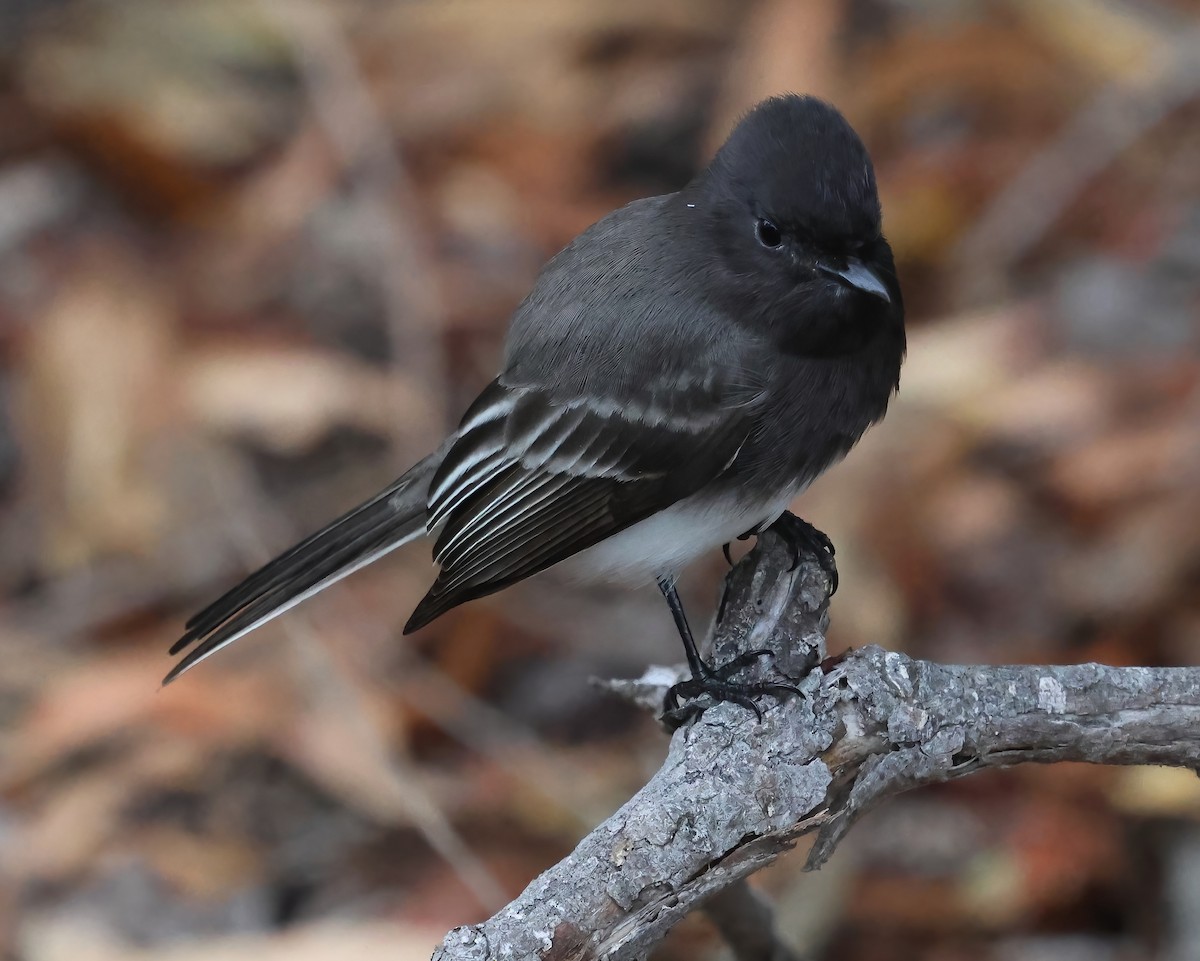 Mosquero Negro - ML644628349