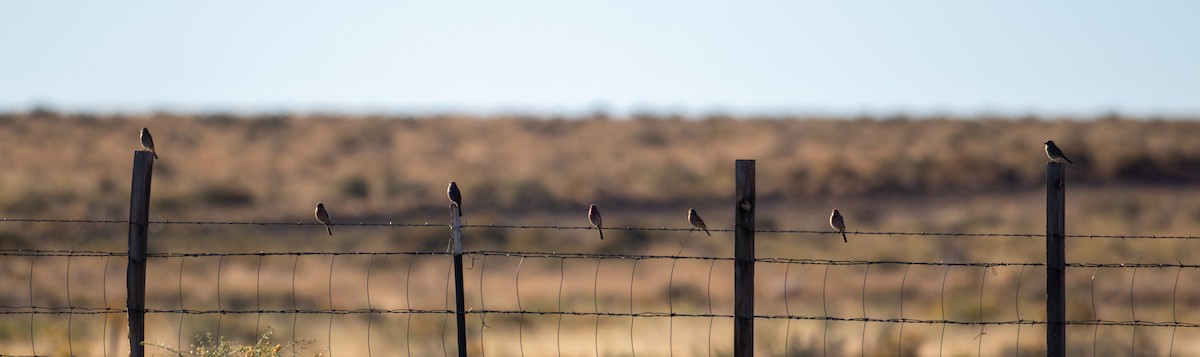 Мексиканская чечевица - ML644628355