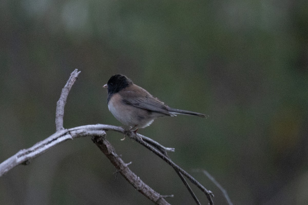 Dark-eyed Junco - ML644628365