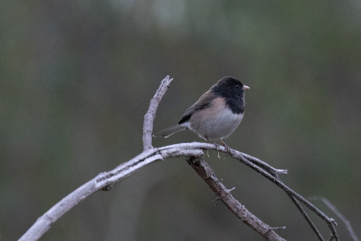 Dark-eyed Junco - ML644628366