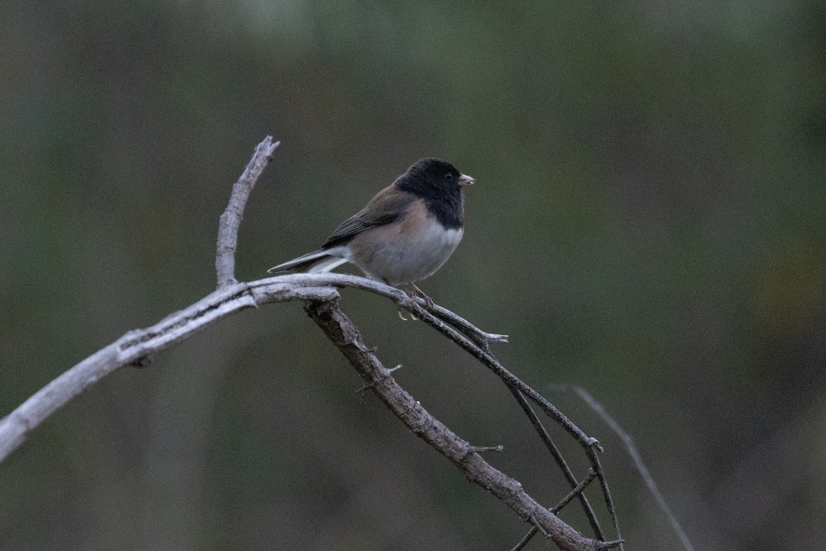 Dark-eyed Junco - ML644628367