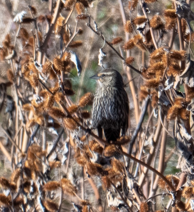 Красноплечий трупиал - ML644628370