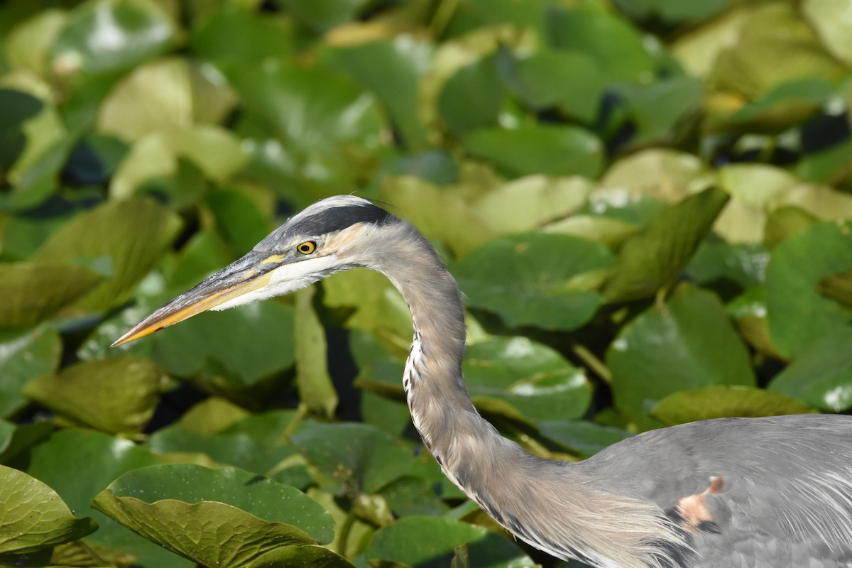 Great Blue Heron - ML644628374