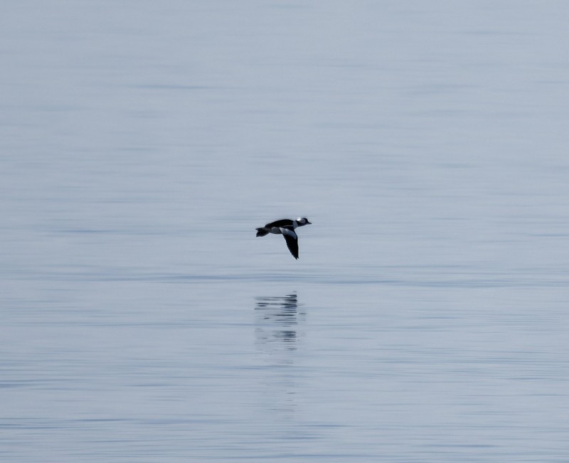 Гоголь-головастик - ML644628378