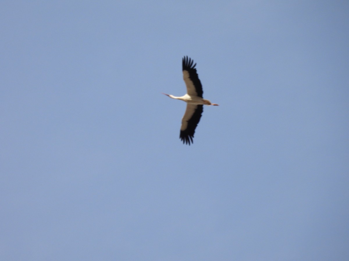 Cicogna bianca - ML644628381