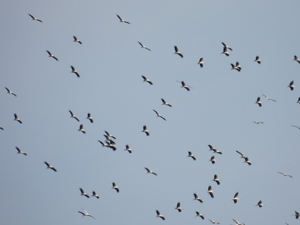 Cicogna bianca - ML644628382