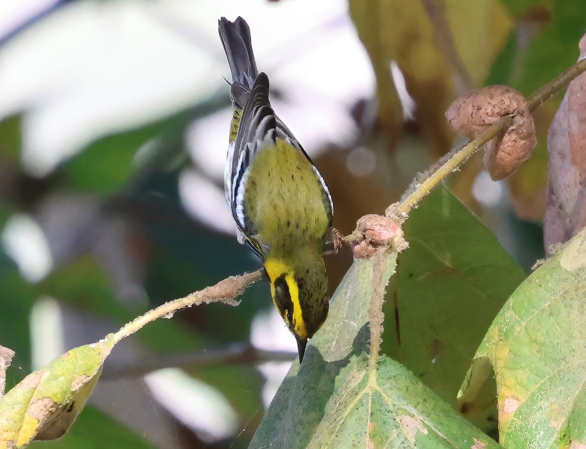 Townsend's Warbler - ML644628388