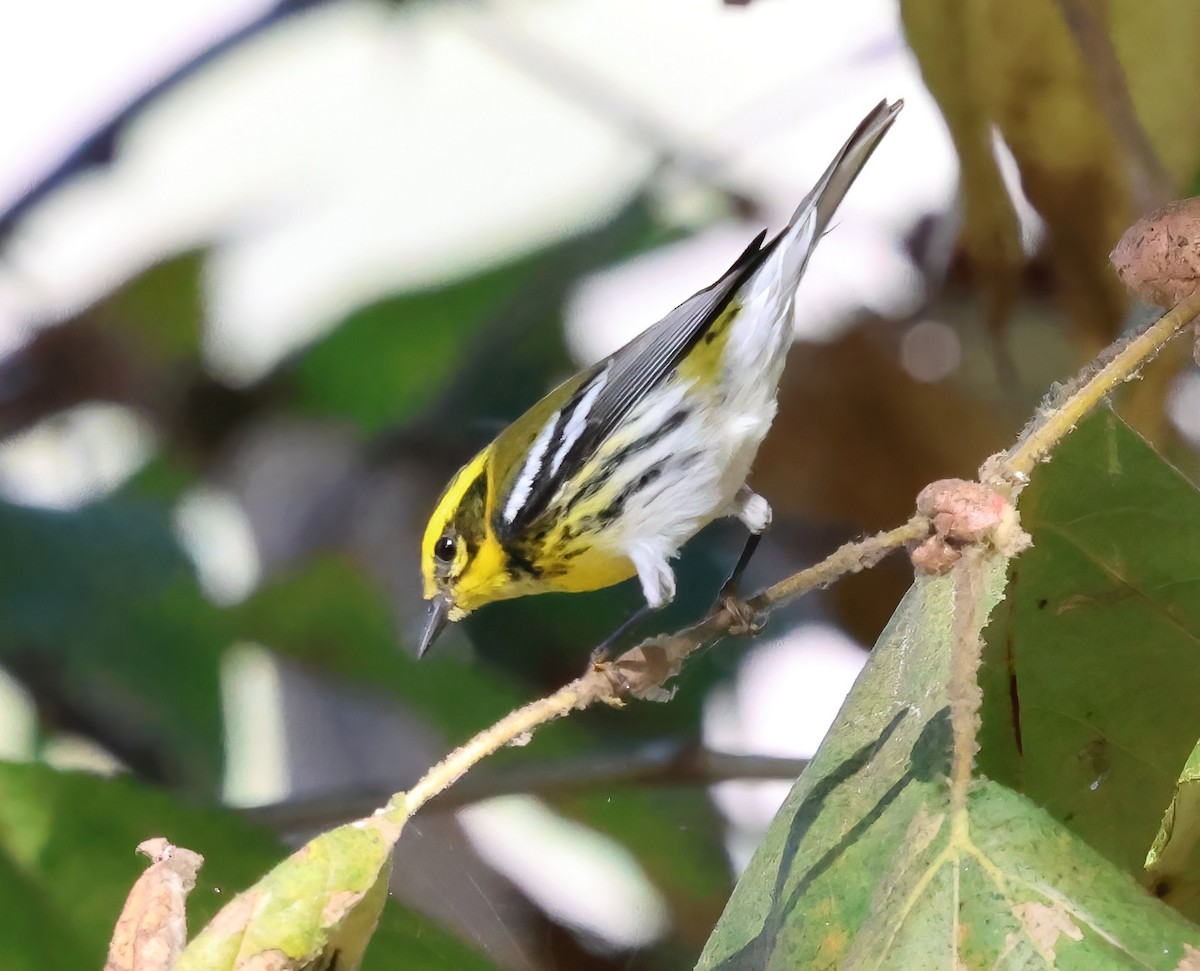 Townsend's Warbler - ML644628389