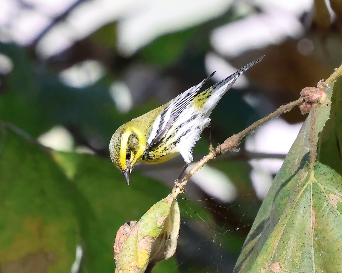 Townsend's Warbler - ML644628390