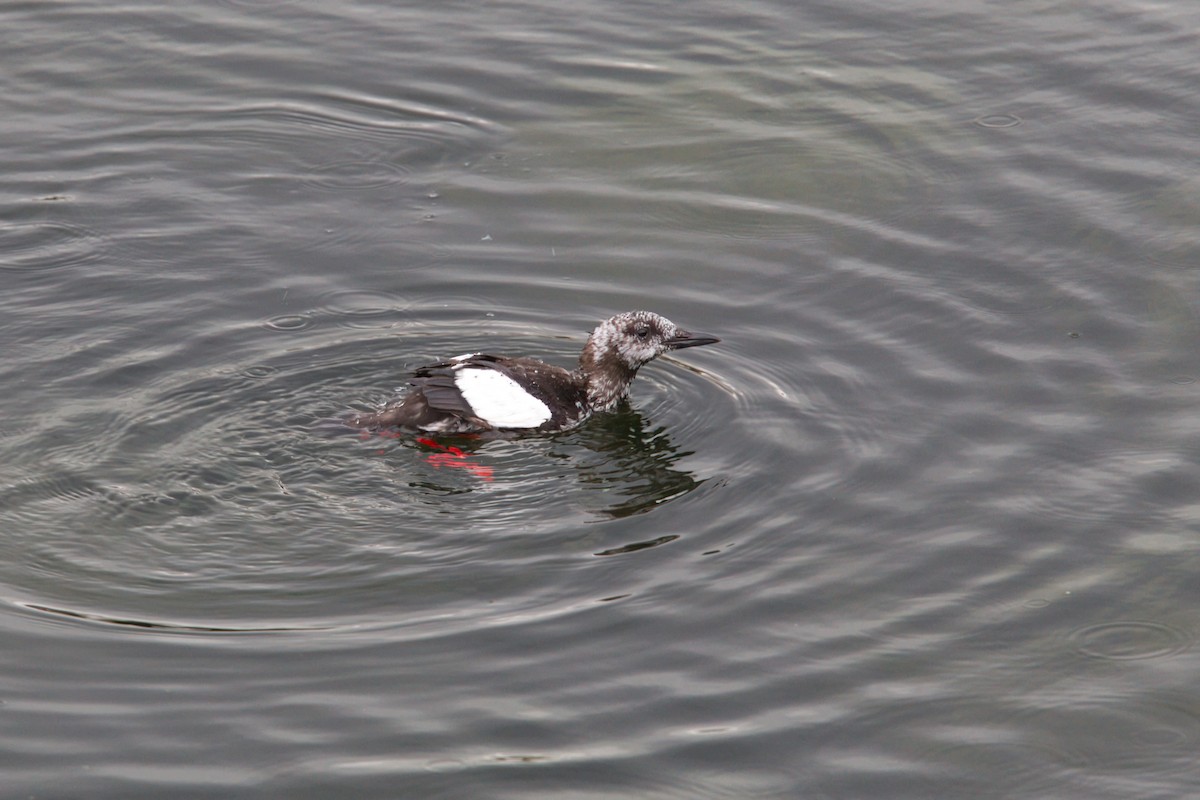 Black Guillemot - ML644628392