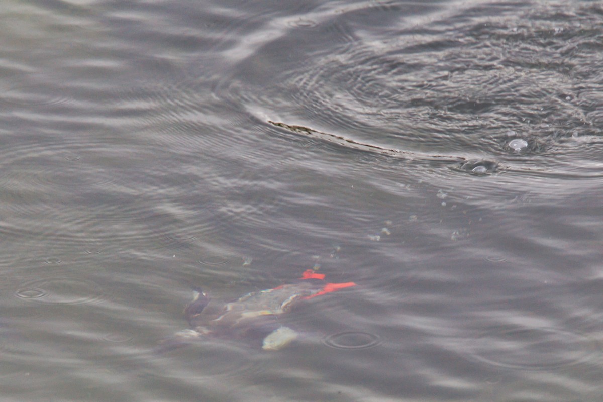 Black Guillemot - ML644628394