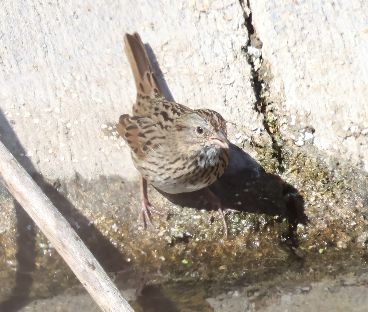 strnadec pruhohlavý - ML644628399