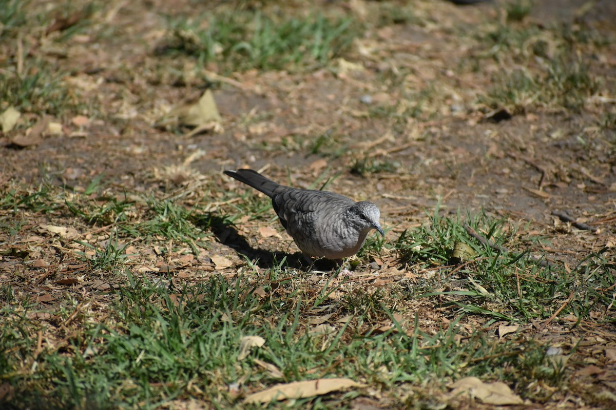 Inca Dove - ML644628410