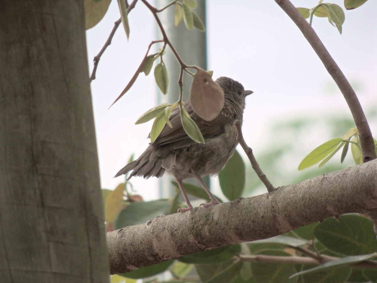 Pale-breasted Thrush - ML644628415