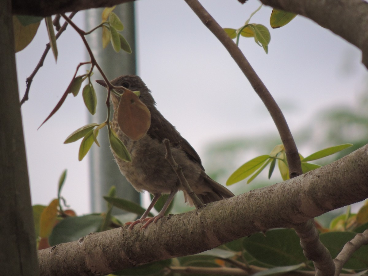 Pale-breasted Thrush - ML644628418