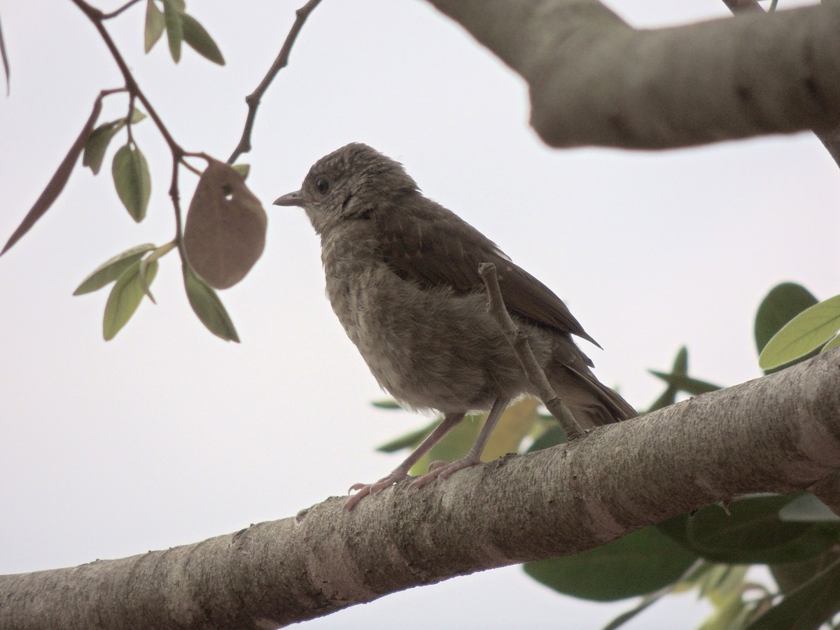 Pale-breasted Thrush - ML644628419