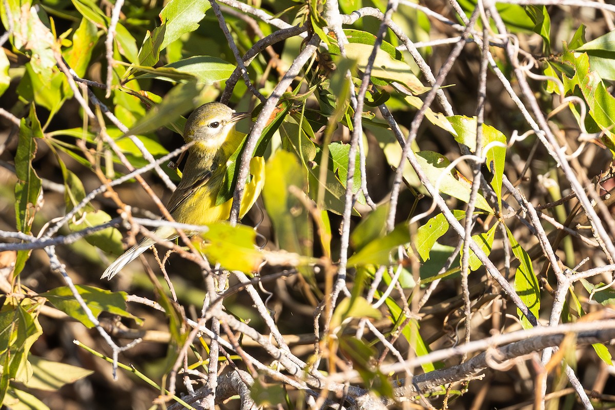 Prairie Warbler - ML644628420