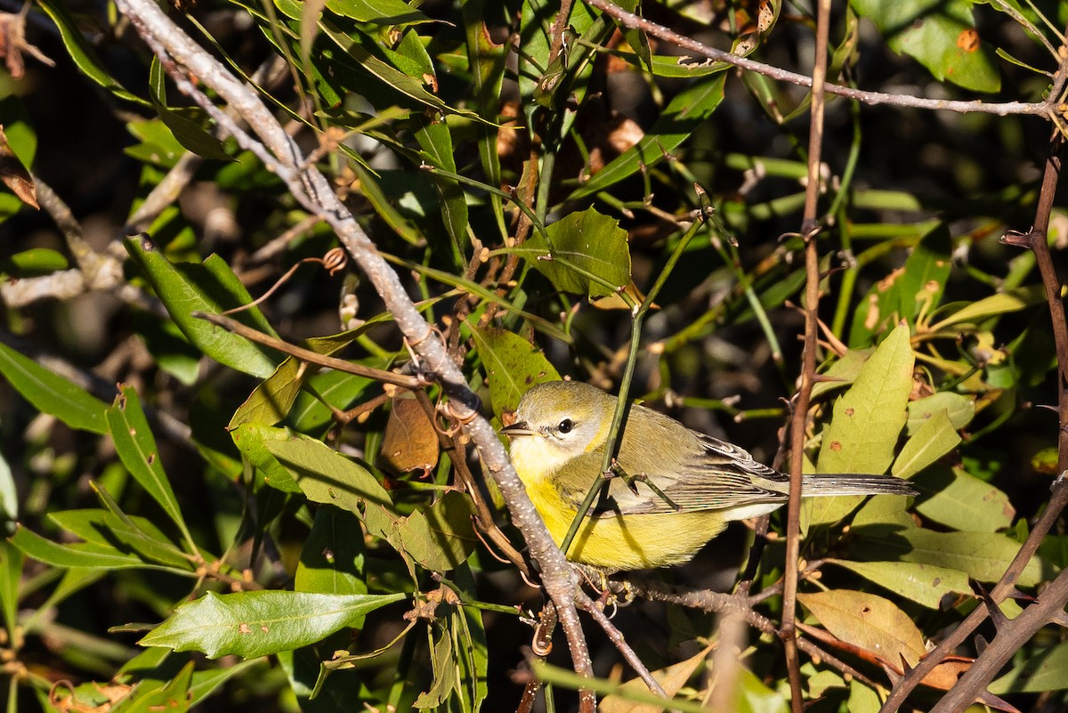 Prairie Warbler - ML644628421