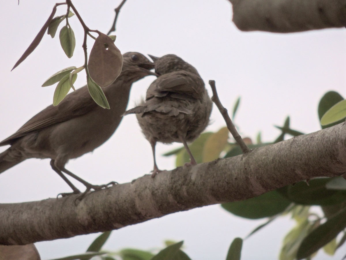 Pale-breasted Thrush - ML644628423