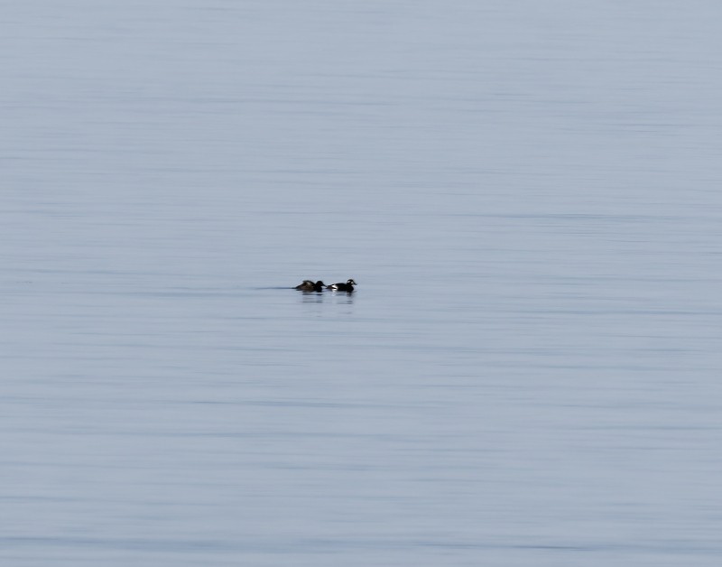 Белокрылый турпан - ML644628427