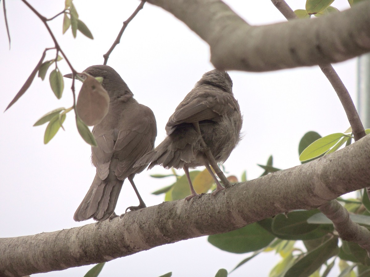 Pale-breasted Thrush - ML644628428