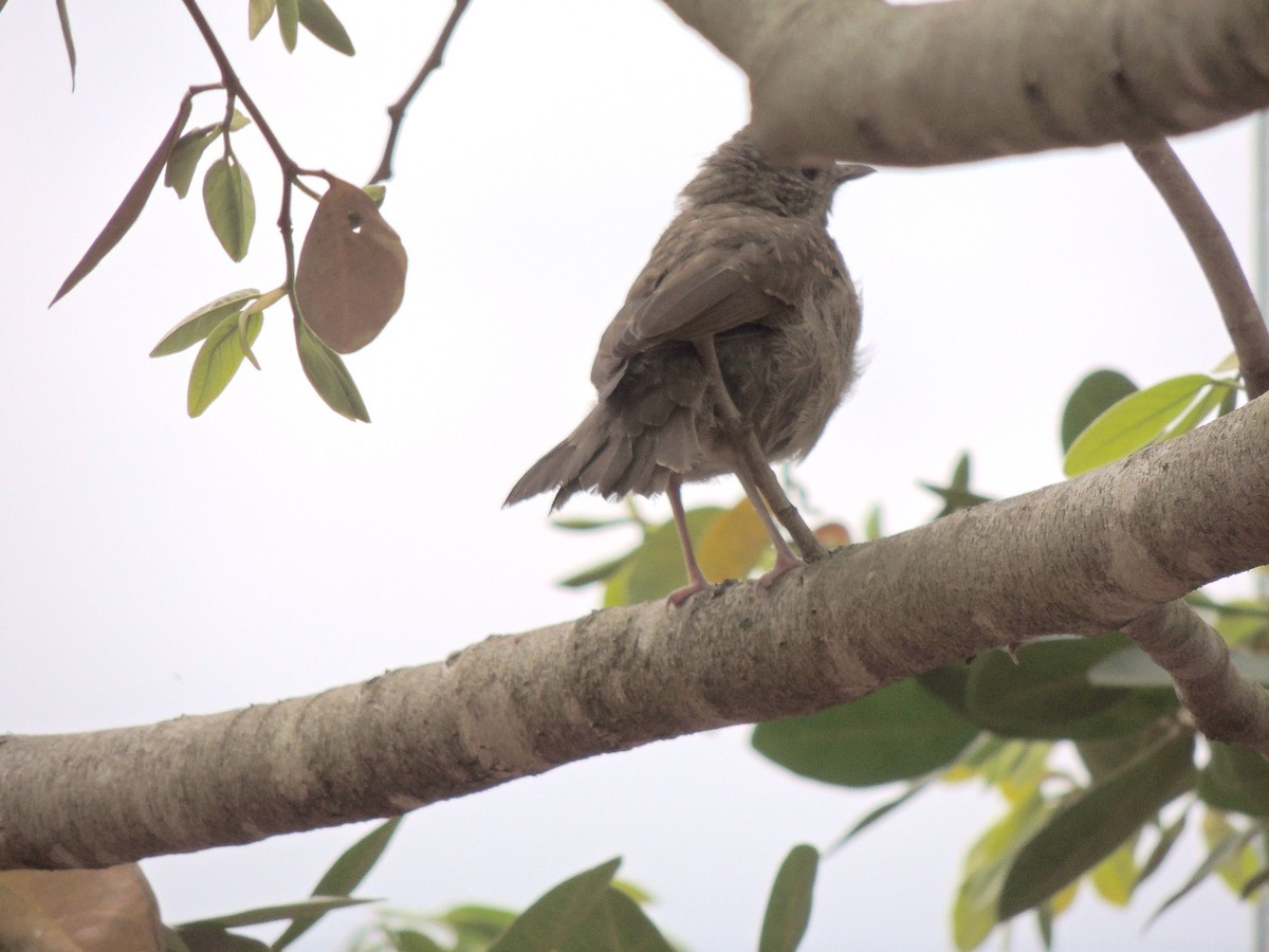 Pale-breasted Thrush - ML644628430