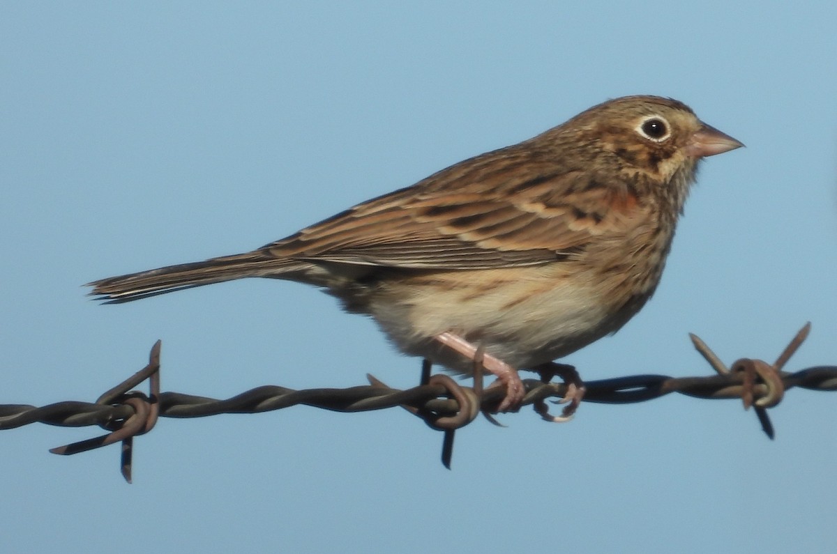 Vesper Sparrow - ML644628431