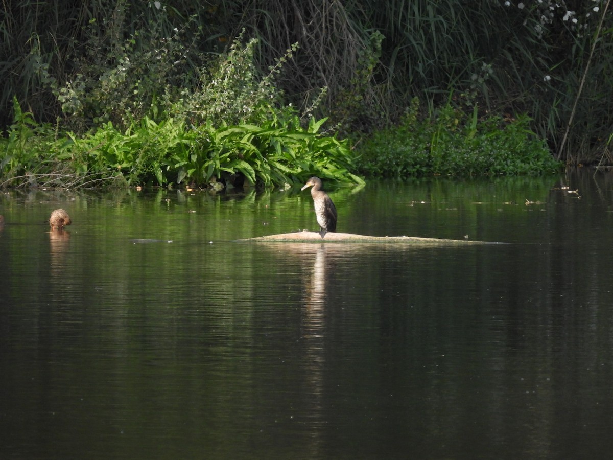 Cormorano - ML644628432