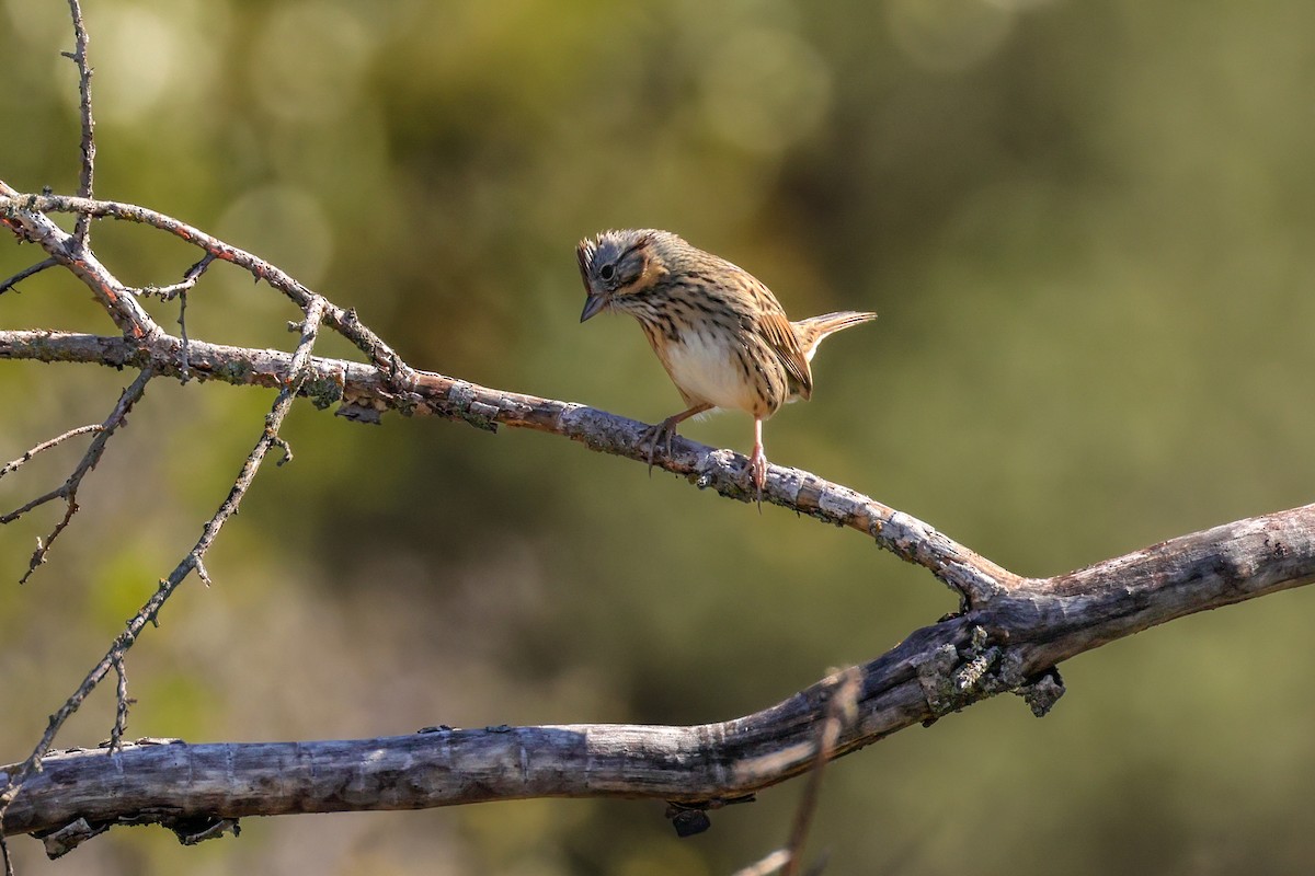 strnadec pruhohlavý - ML644628447