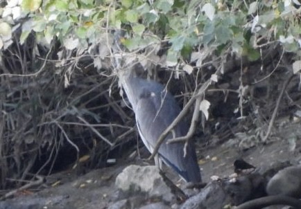 Airone cenerino - ML644628460