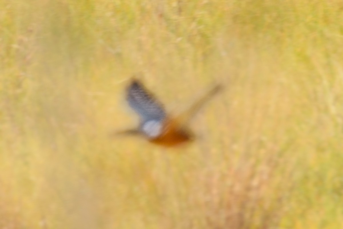 Ringed Kingfisher - ML644628470