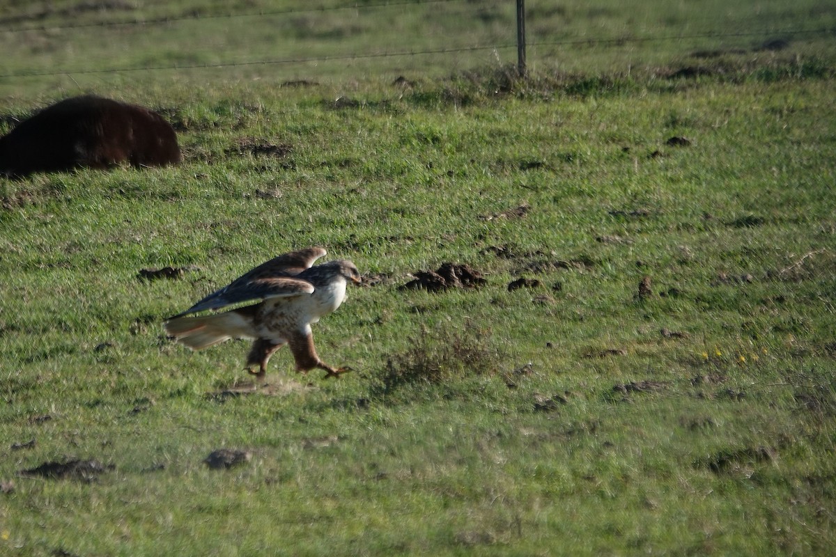 Ferruginous Hawk - ML644628471