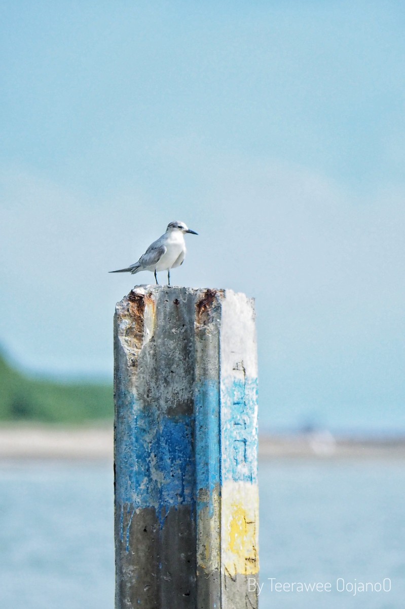 Whiskered Tern - ML644628472