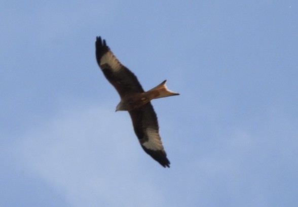 Red Kite - ML644628473