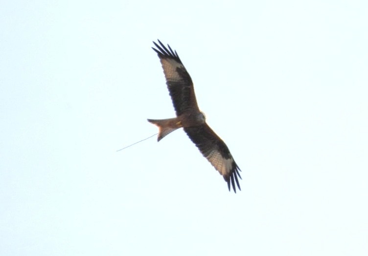 Red Kite - ML644628474