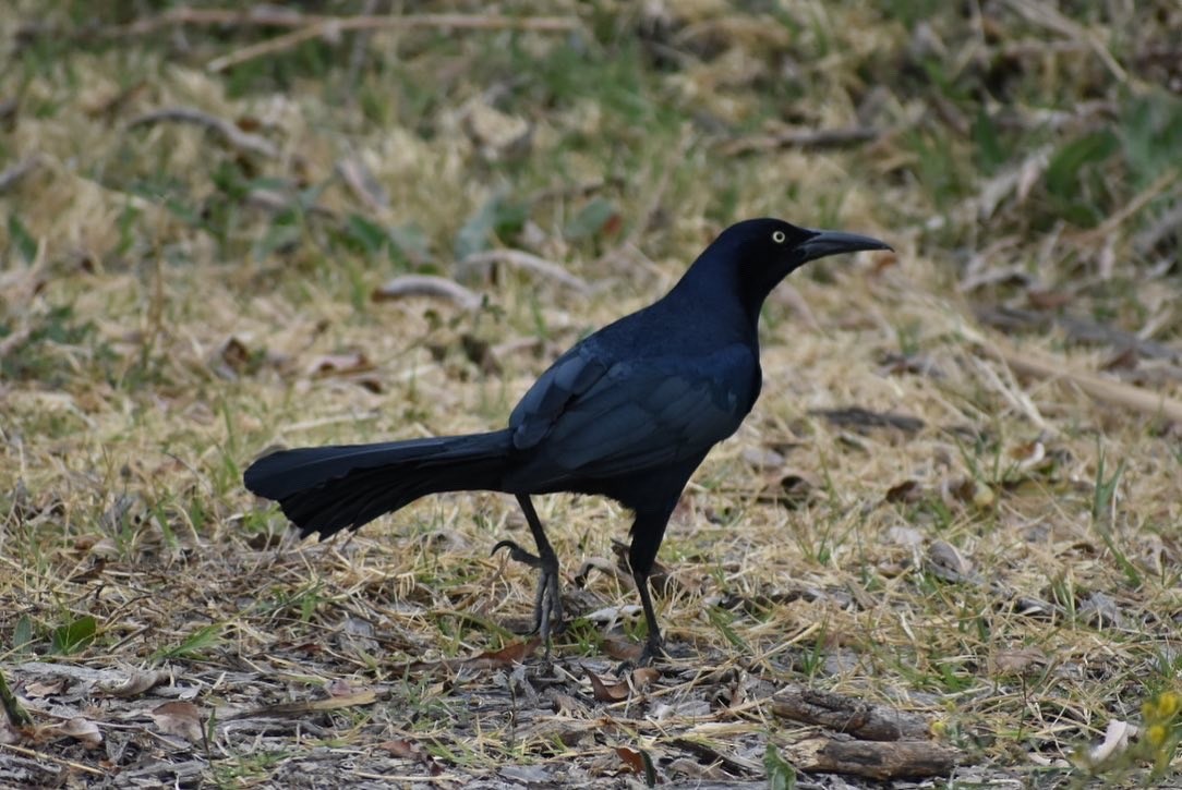 Great-tailed Grackle - ML644628476