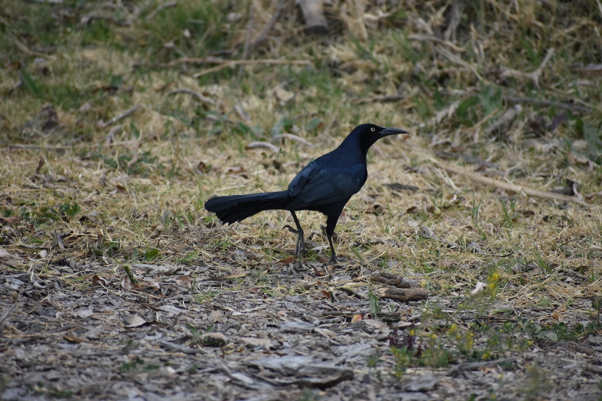 Great-tailed Grackle - ML644628477
