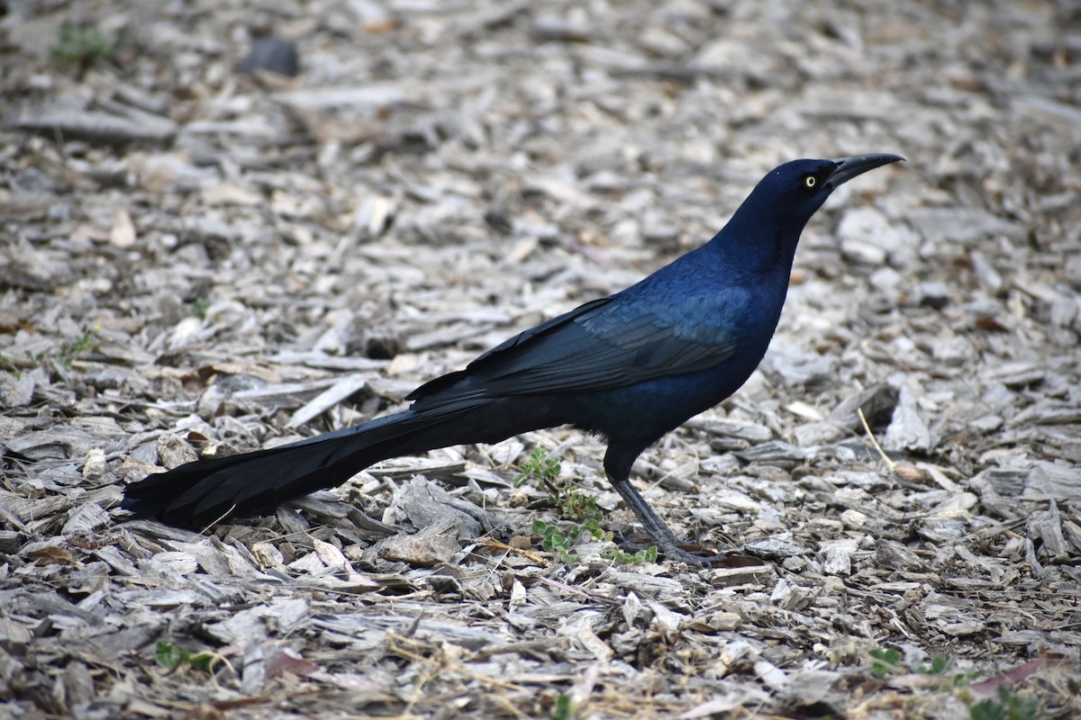 Great-tailed Grackle - ML644628478