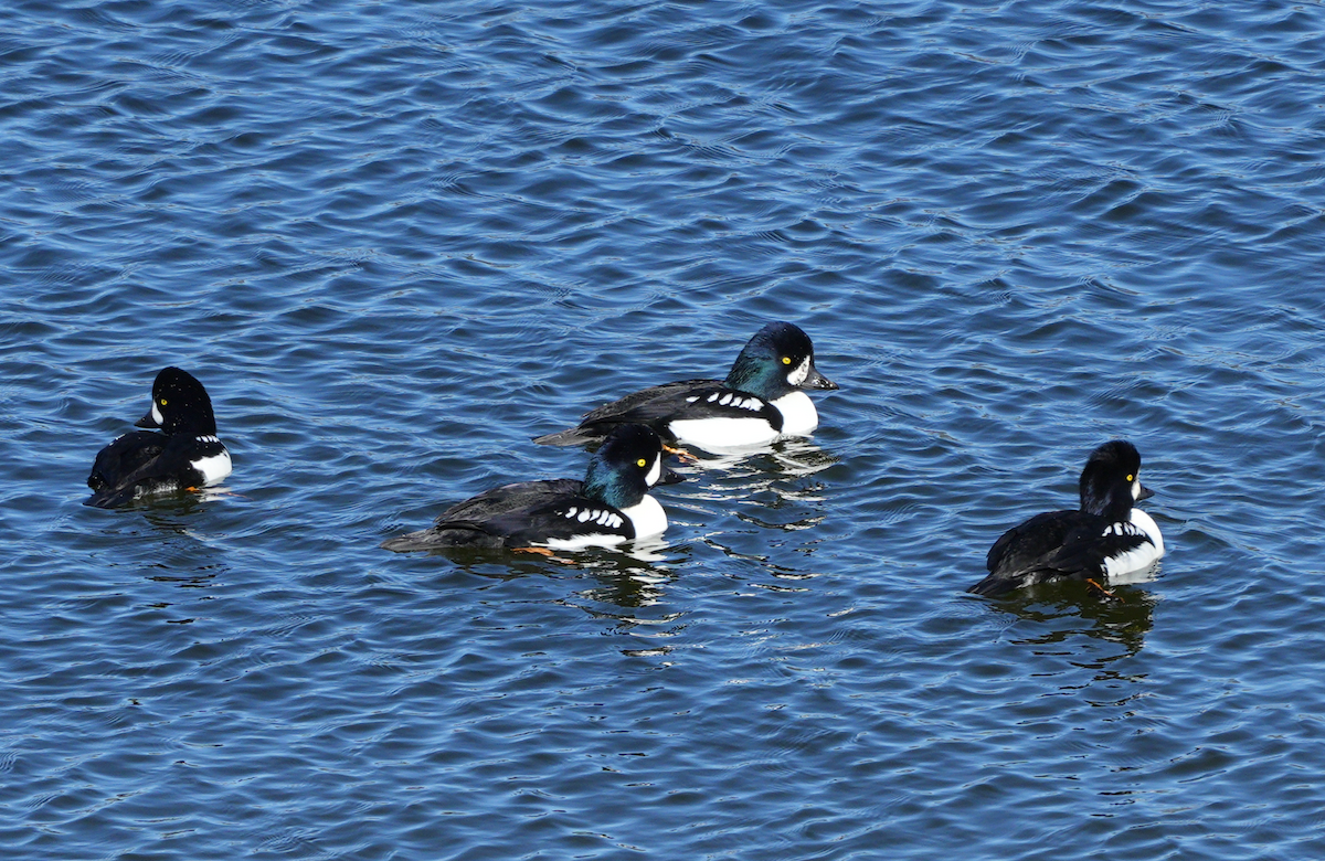 Barrow's Goldeneye - ML644628480