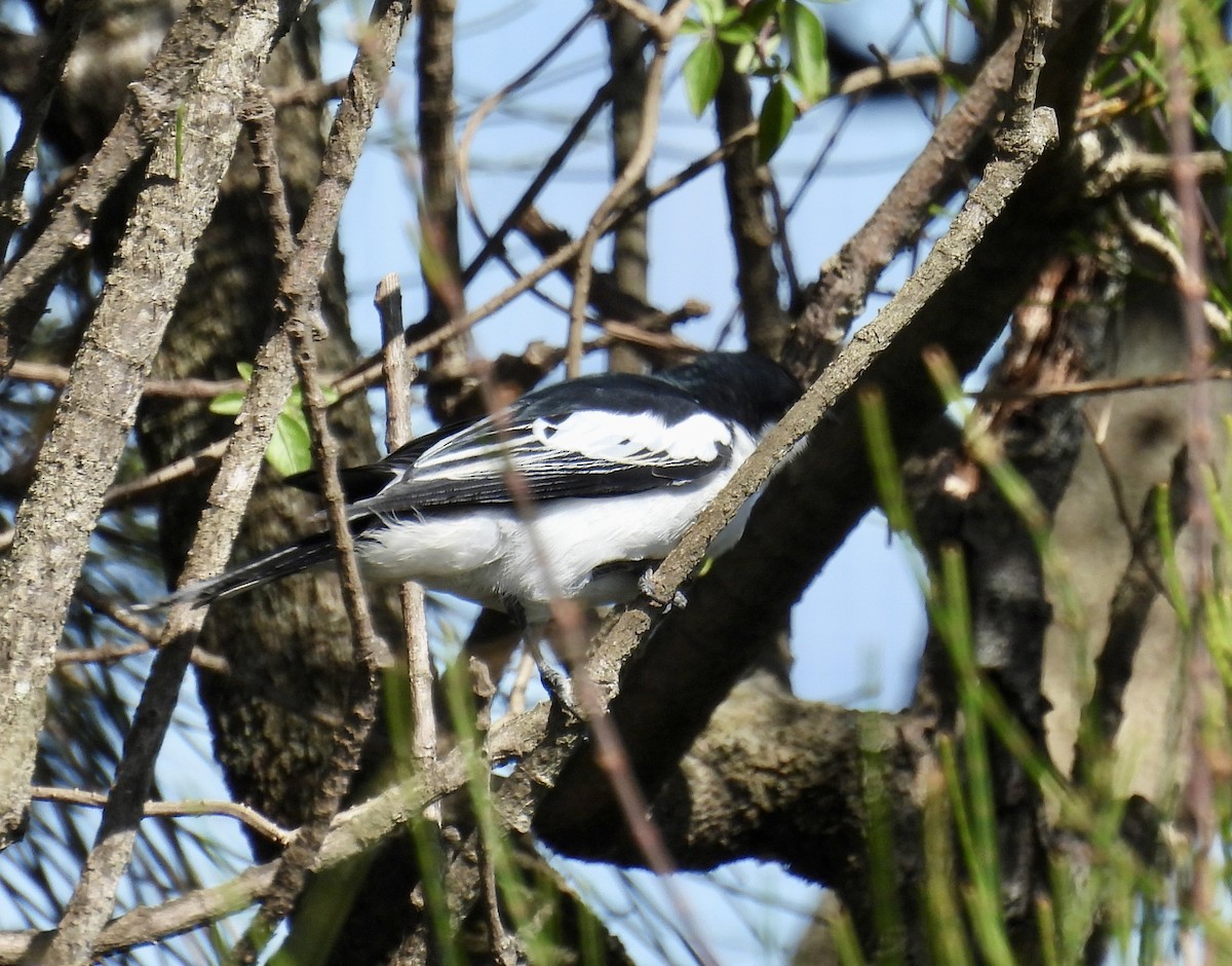 White-winged Triller - ML644628486