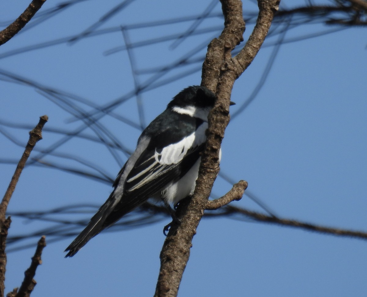 White-winged Triller - ML644628487