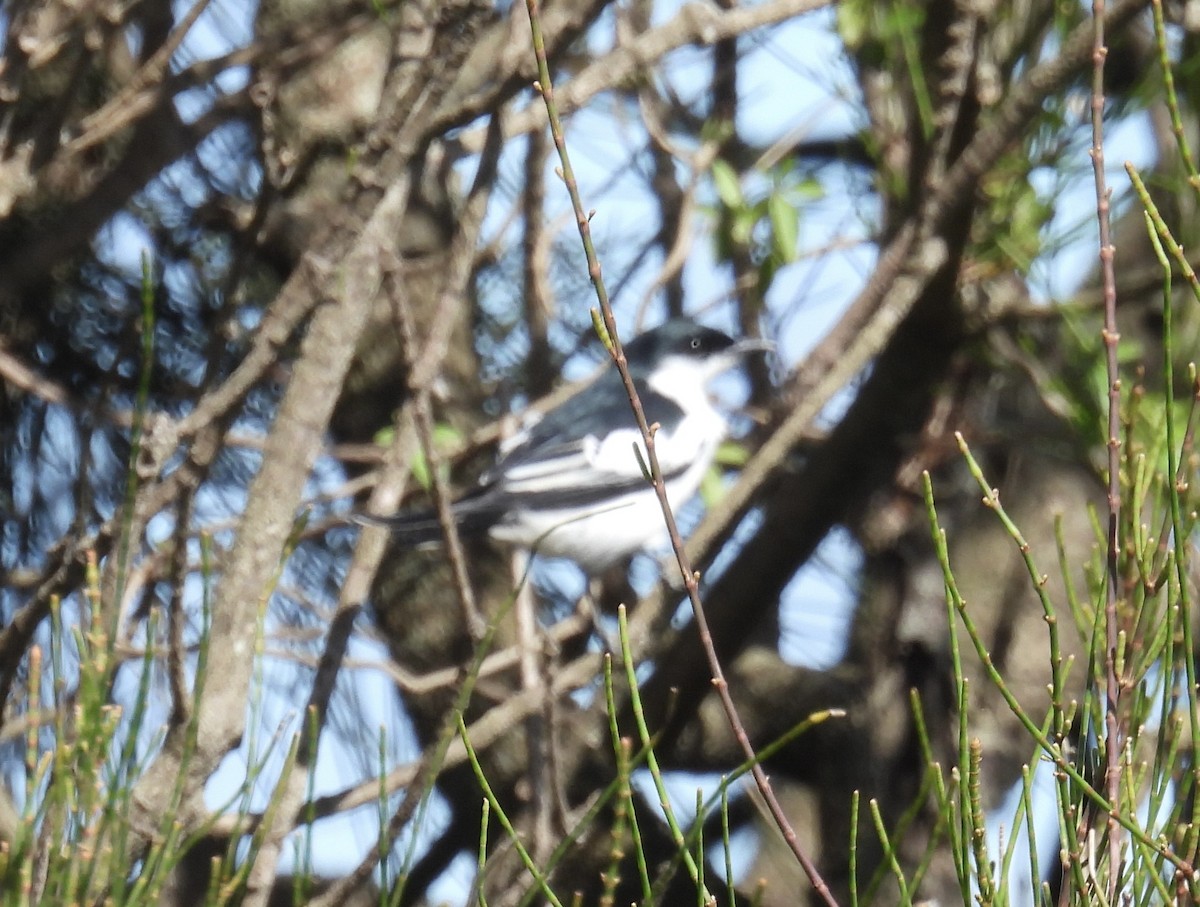 White-winged Triller - ML644628488