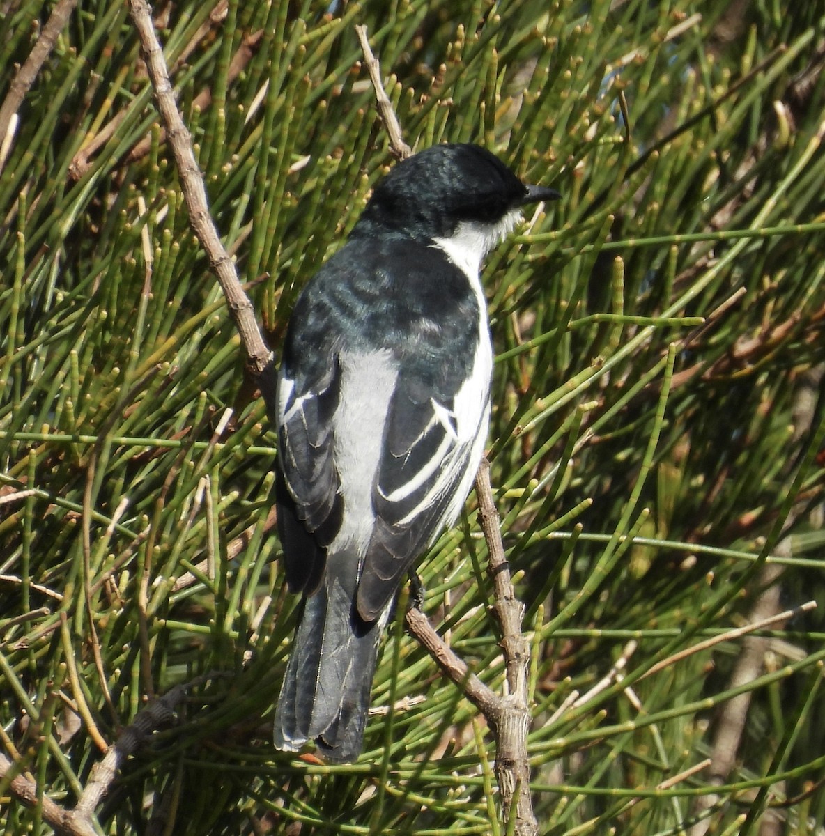 White-winged Triller - ML644628489