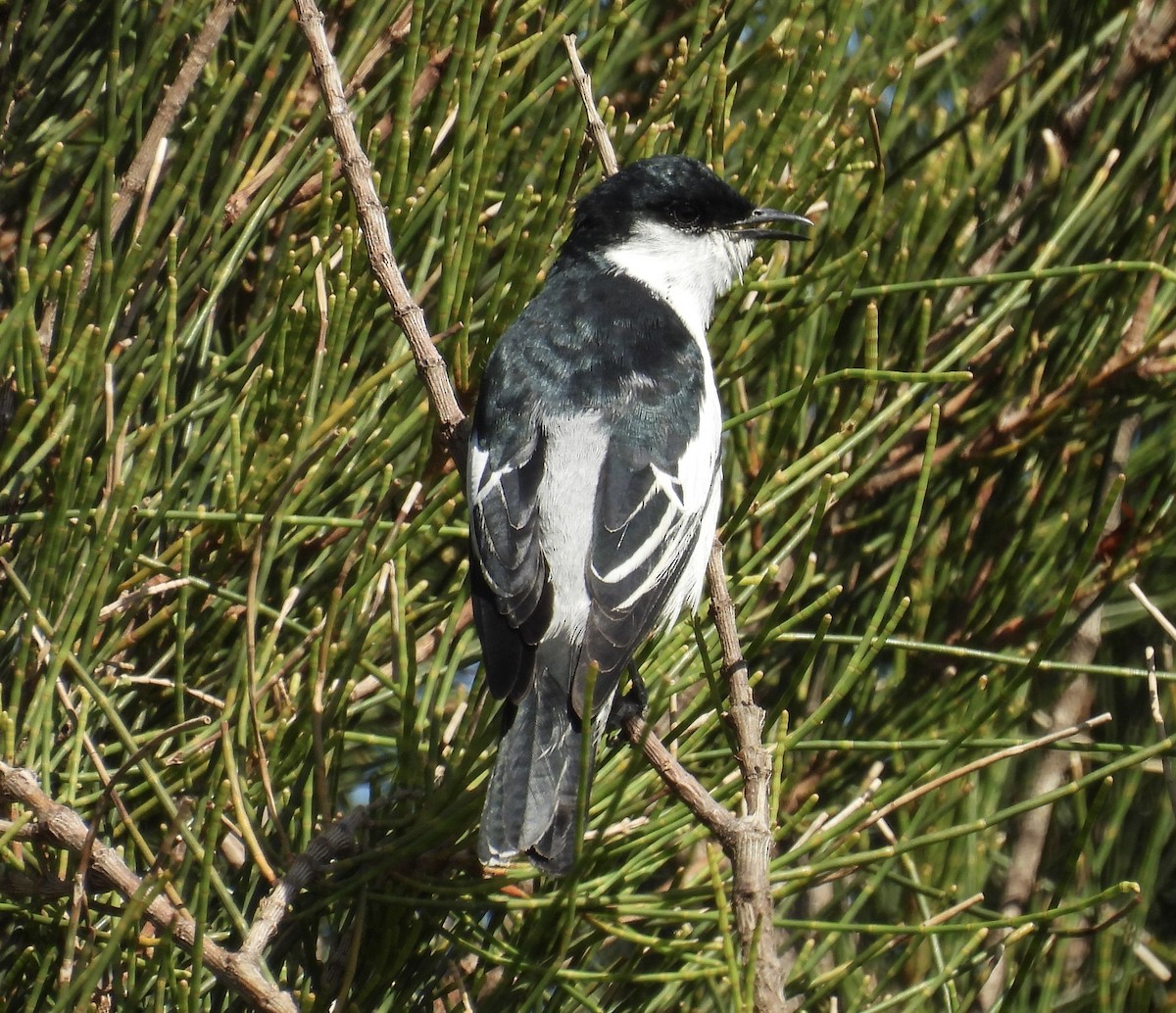 White-winged Triller - ML644628490