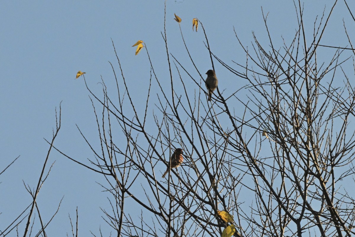 Purple Finch - ML644628499