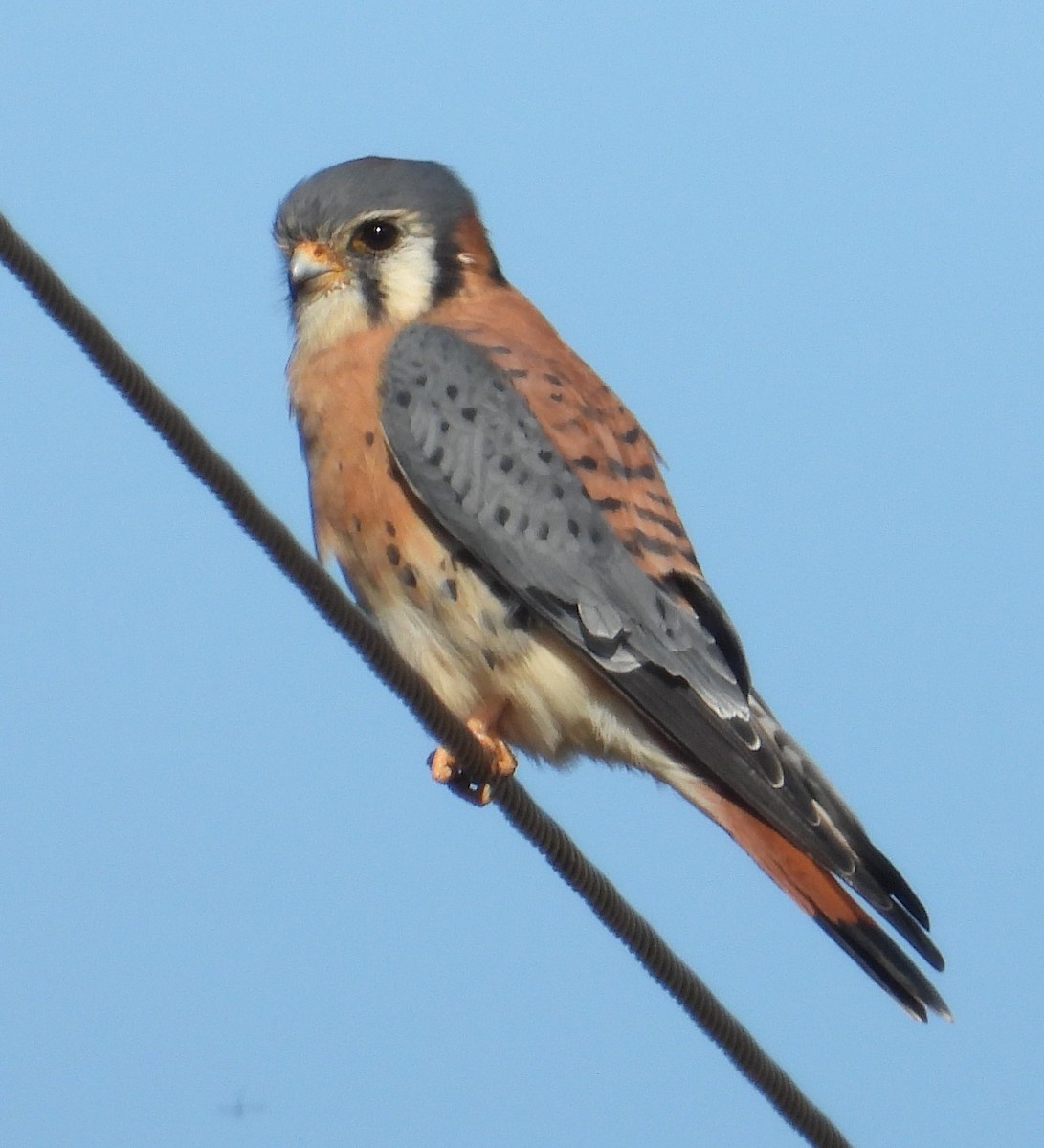 American Kestrel - ML644628502