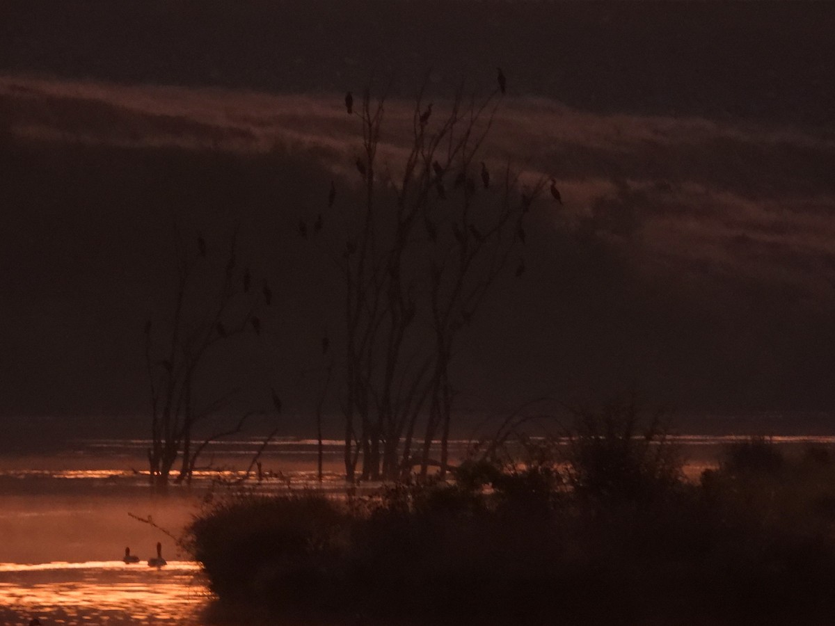 Double-crested Cormorant - ML644628504