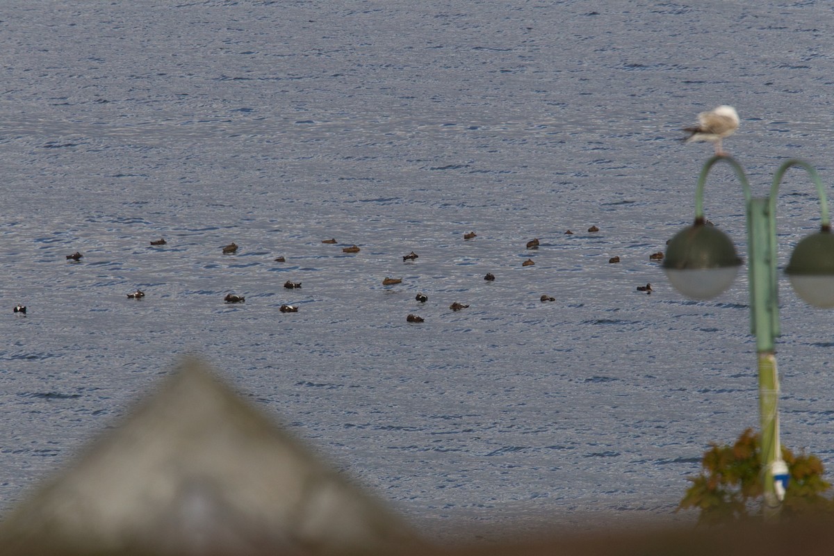 אדרית שחורת-כיפה - ML644628507