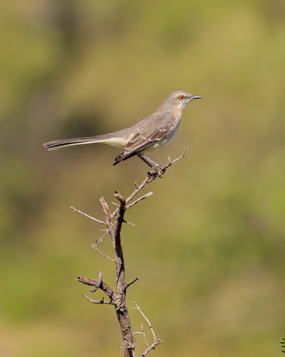 Northern Mockingbird - ML644628513